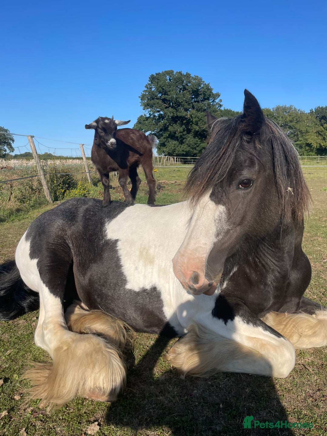 Irish Cob horses for sale: Mothers Dream - Advert 8