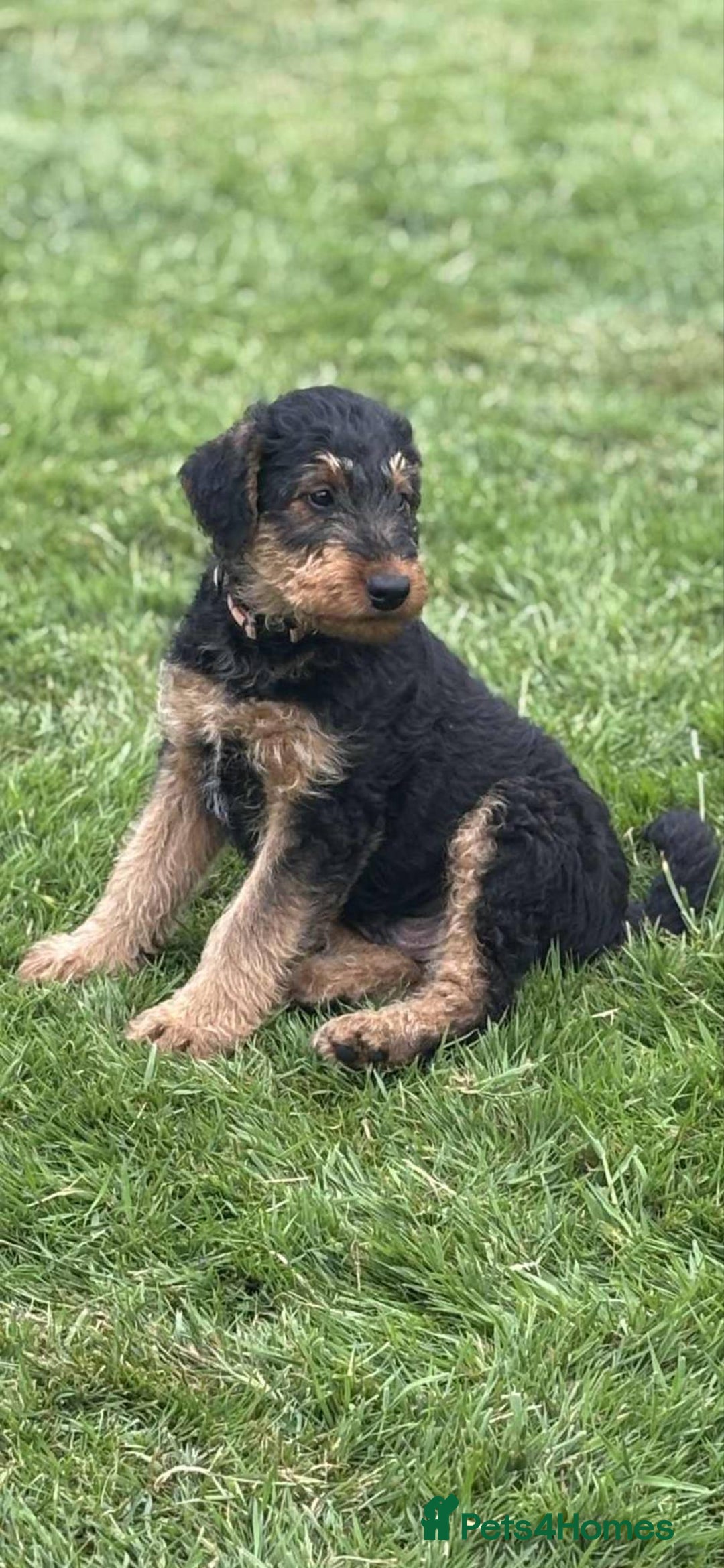 Airedale Terrier dogs for sale: Just 2 KC Registered Airedale Boys Available  in Kettering - Image 10