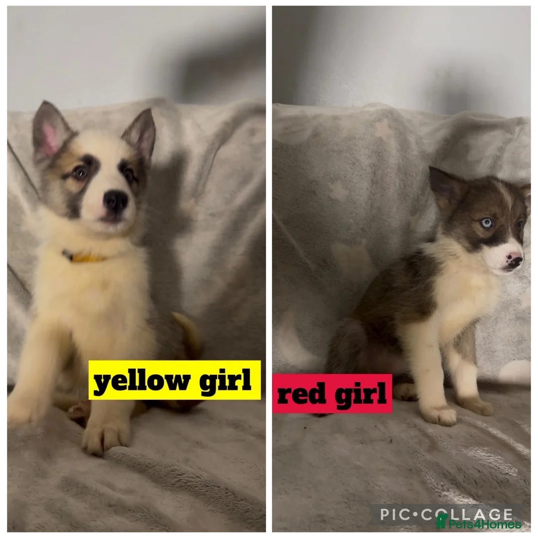 Shepsky dogs for sale: German Shepherd x Husky SHEPSKY - Advert 1