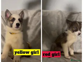 Shepsky dogs German Shepherd x Husky SHEPSKY - Advert 9