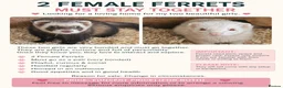Ferret rodents for sale: 2 Female Micro Ferrets – Must Stay Together  - Advert 6