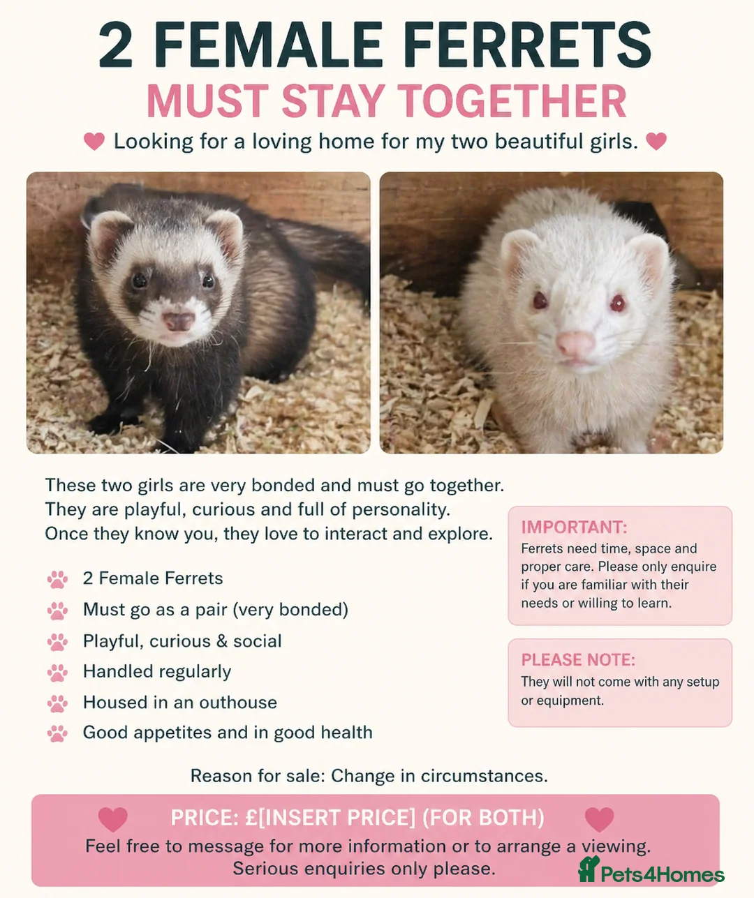 Ferret rodents for sale: 2 Female Micro Ferrets – Must Stay Together  - Advert 6