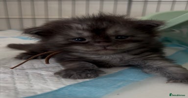 Maine Coon cats - Advert 9