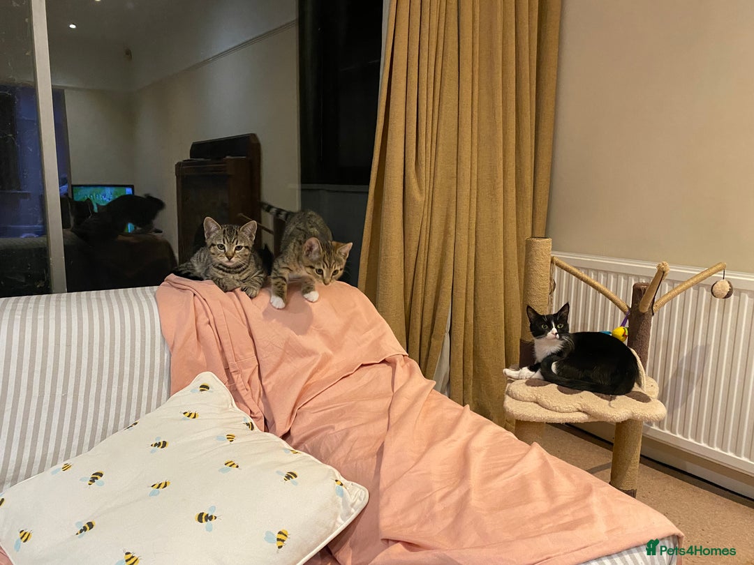 Domestic Shorthair cats for sale: Gorgeous tabby’s ready for good home.. - Advert 7