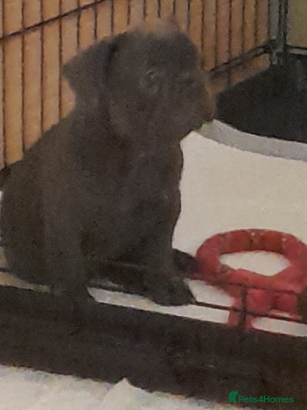 French Bulldog dogs for sale: Quality World class French bulldogs !!!! - Image 14