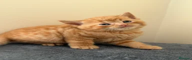Kitten1