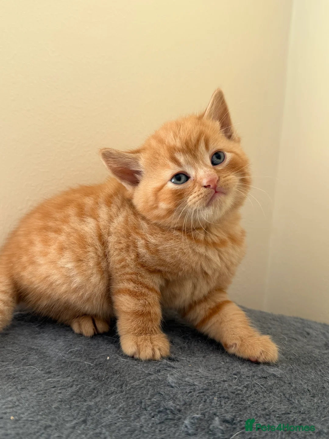 Mixed Breed cats for sale: Ragdoll Mix × 100% British Shorthair Kittens in Sutton - Advert 15