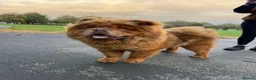 Chow Chow dogs for stud: Elton RocketMan-Chocolate Chow Available For Stud  - Advert 3