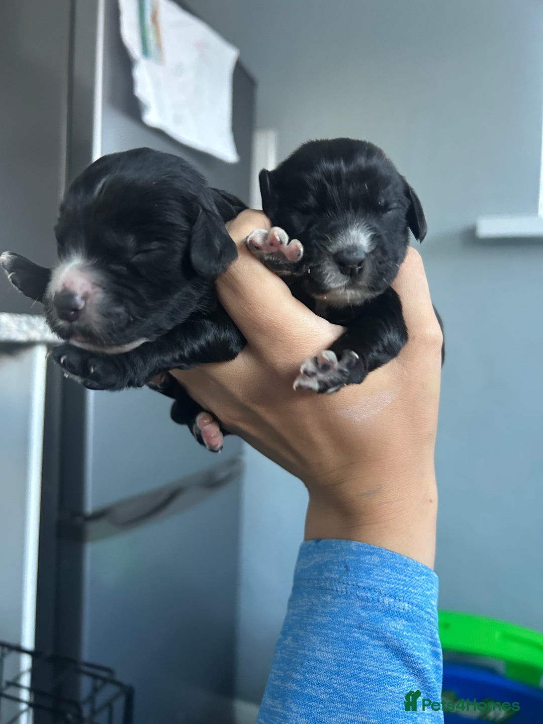 Cocker Spaniel dogs for sale: Cocker spaniel puppies  - Image 7