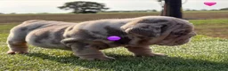 English Bulldog dogs for sale: 🇬🇧🔥Bulldog Puppies🔥🇬🇧🔥Fully suited🔥🇬🇧 - Advert 1