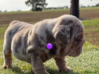 English Bulldog dogs 🇬🇧🔥Bulldog Puppies🔥🇬🇧🔥Fully suited🔥🇬🇧 - Advert 1