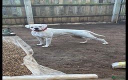 Boxer dogs for sale: Beautiful boxer puppies in Gainsborough  - Image 11