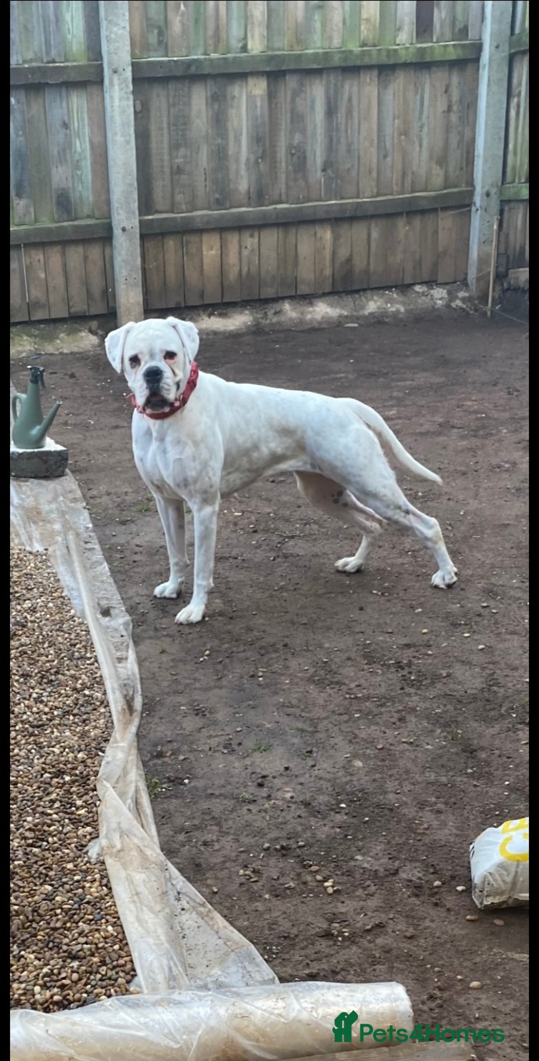 Boxer dogs for sale: Beautiful boxer puppies in Gainsborough  - Image 11