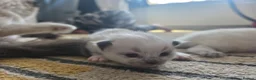 Ragdoll cats for sale: Health Tested Ragdoll Babies - Advert 6
