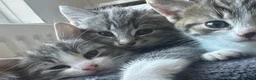 British Shorthair cats for sale: Beautiful Grey & White Male Kitten - Advert 3