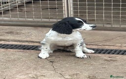 English Springer Spaniel dogs for sale: English springer bitch  - Image 5