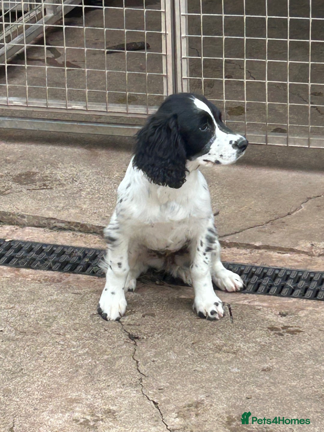 English Springer Spaniel dogs for sale: English springer bitch  - Image 5