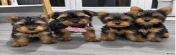 Yorkshire Terrier dogs for sale: Tiny Yorkshires puppies 😍 - Advert 2