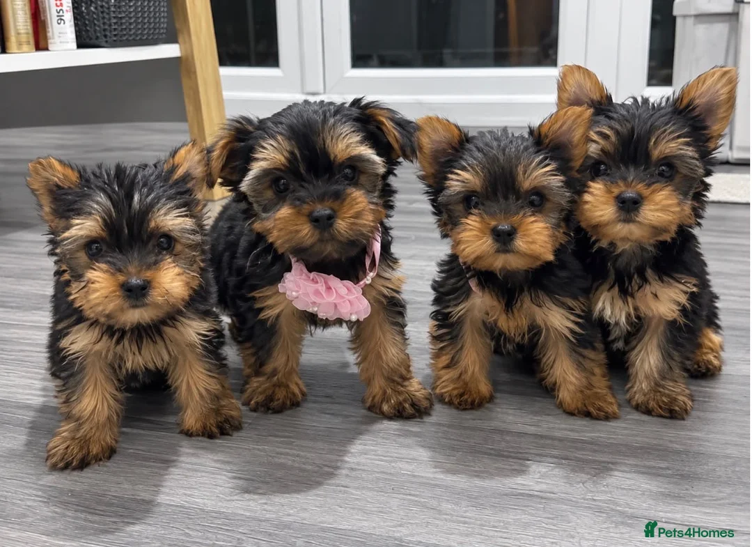 Yorkshire Terrier dogs for sale: Tiny Yorkshires puppies 😍 - Advert 2