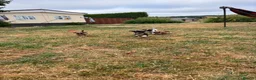 Jack Russell dogs for sale: Jack Russell puppies for sale - Advert 2