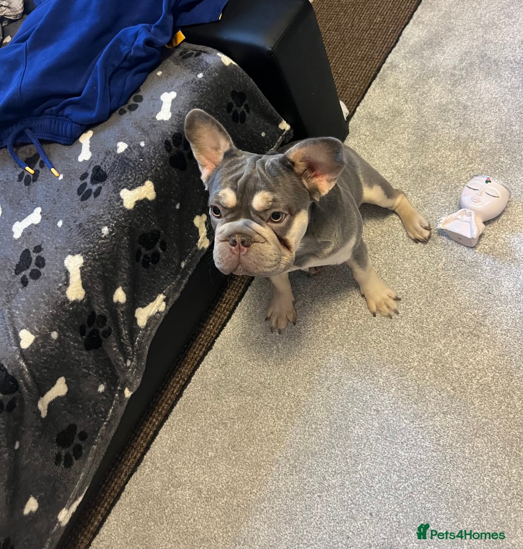 French Bulldog dogs for sale: French Bulldog  - Advert 10