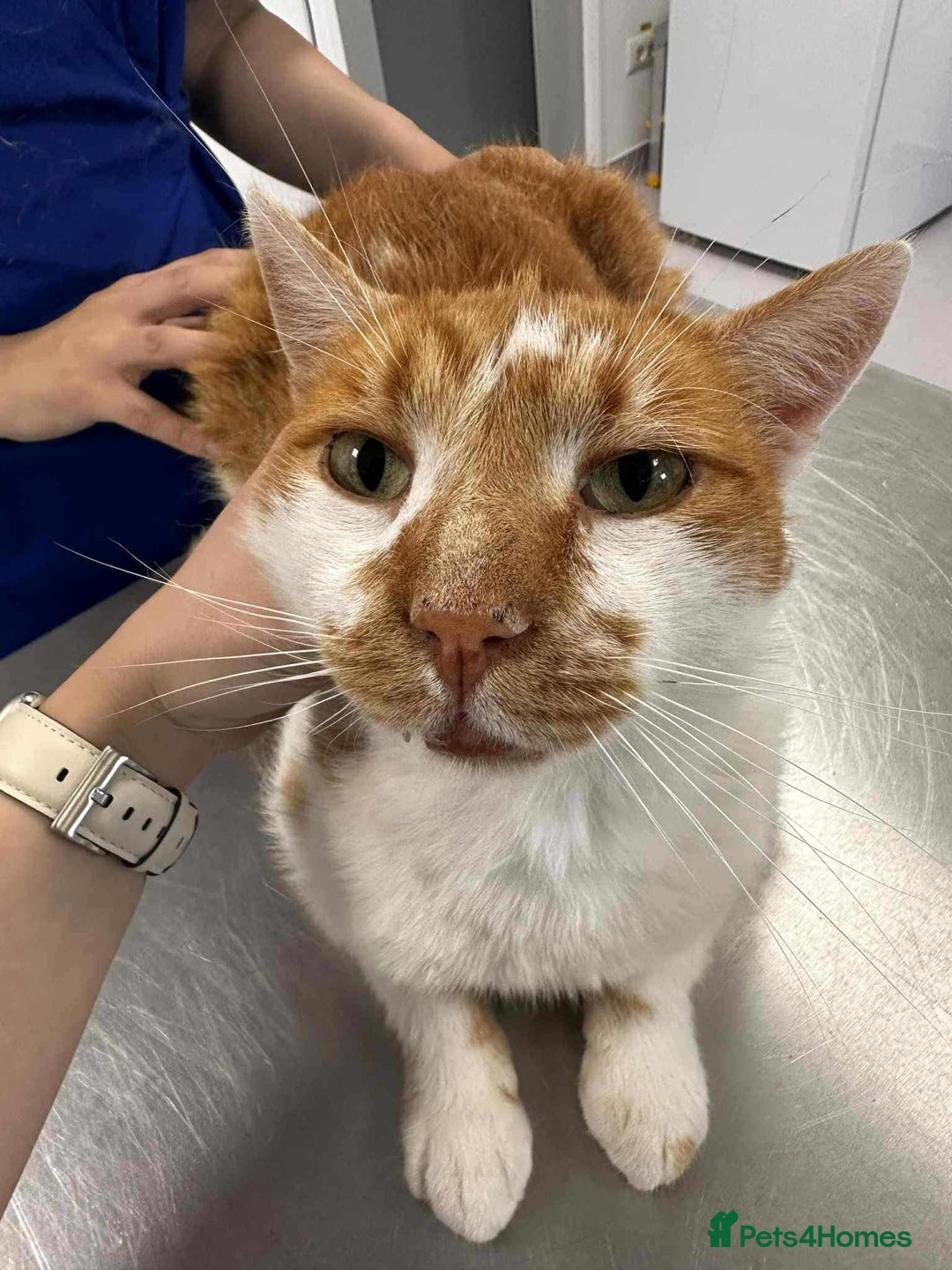 Mixed Breed cats for adoption: King Arthur for adoption - Image 5
