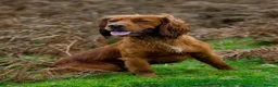 Cocker Spaniel dogs for sale: Litter of 8 Red cocker spaniel puppies - Advert 8