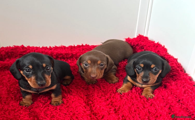 Dachshund dogs - Advert 2