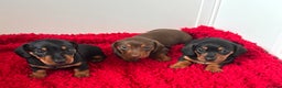 Dachshund dogs for sale: Mini dachshund puppies, PRA clear, health tested - Advert 18
