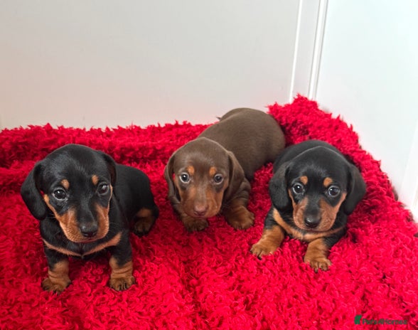 Dachshund dogs - Advert 3