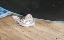 British Shorthair cats for sale: Silver Tabby Kittens  - Image 7