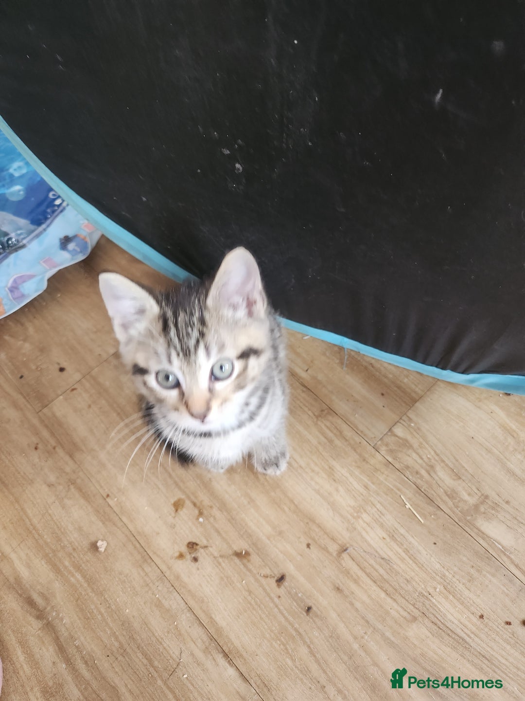 British Shorthair cats for sale: Silver Tabby Kittens  - Image 7
