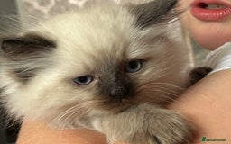 Siberian cats for sale: 🩵🩵Stunning Siberian Neva Masquerade Babies🩵🩵 - Image 28