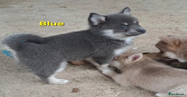 Pomsky dogs - Advert 1