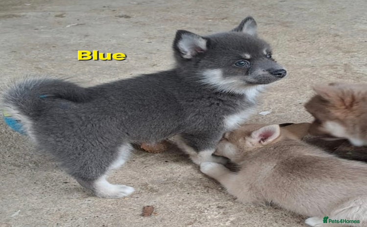 Pomsky dogs - Advert 3