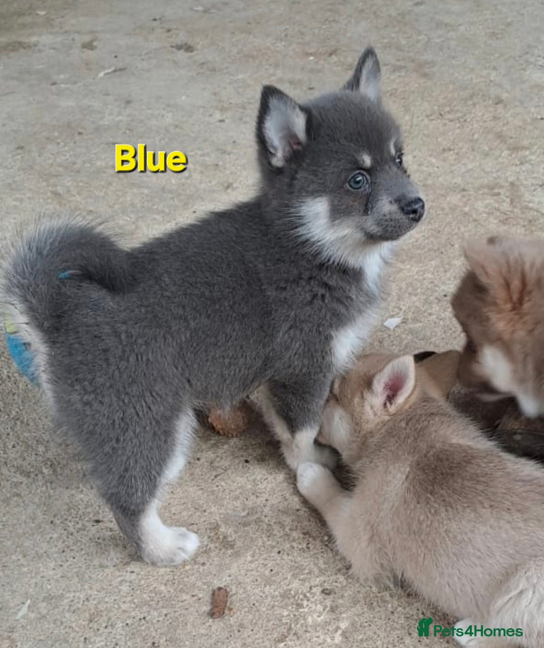 Pomsky dogs for sale: Fully vaccinated, 3 F4 Pomskies. Well socialised. - Image 21