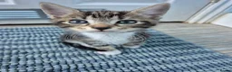 British Shorthair cats for sale: 3 beautiful kittens - Advert 7