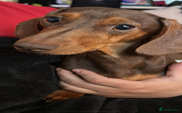 Miniature Dachshund dogs for sale: Kc reg outstanding puppies - Image 4