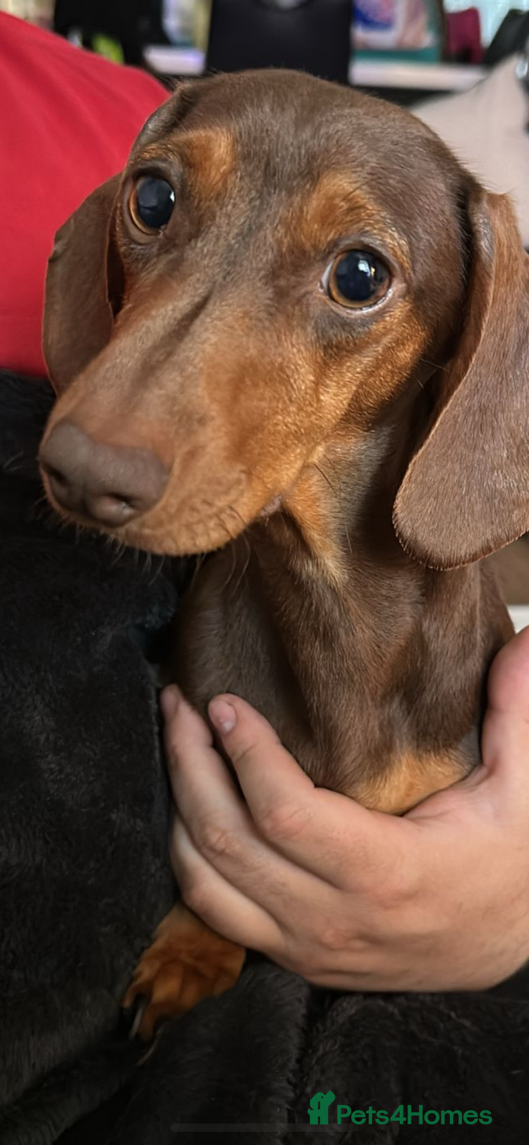 Miniature Dachshund dogs for sale: Kc reg outstanding puppies - Image 4