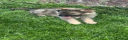 Shepsky dogs for sale: German shepherd husky x German shepherd  in Gravesend - Advert 19