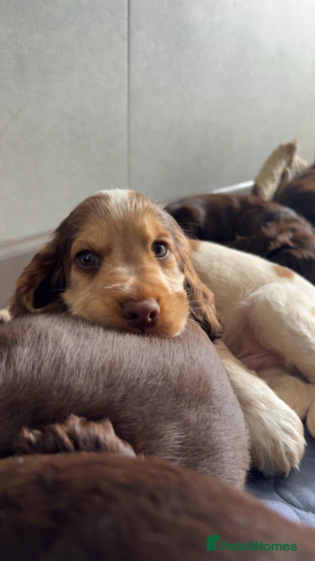 Cocker Spaniel dogs for sale: Ready to go last chocolate show cocker spaniel - Image 30