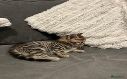 Mixed Breed cats for sale: 4 gorgeous kittens ready for amazing homes  - Advert 14