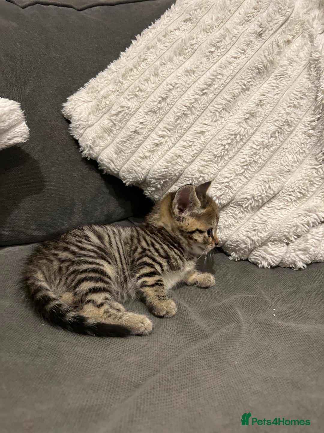 Mixed Breed cats for sale: 4 gorgeous kittens ready for amazing homes  - Advert 14