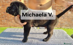 Cane Corso dogs for sale: Champion-Bloodline Cane Corso Puppies  - Image 17