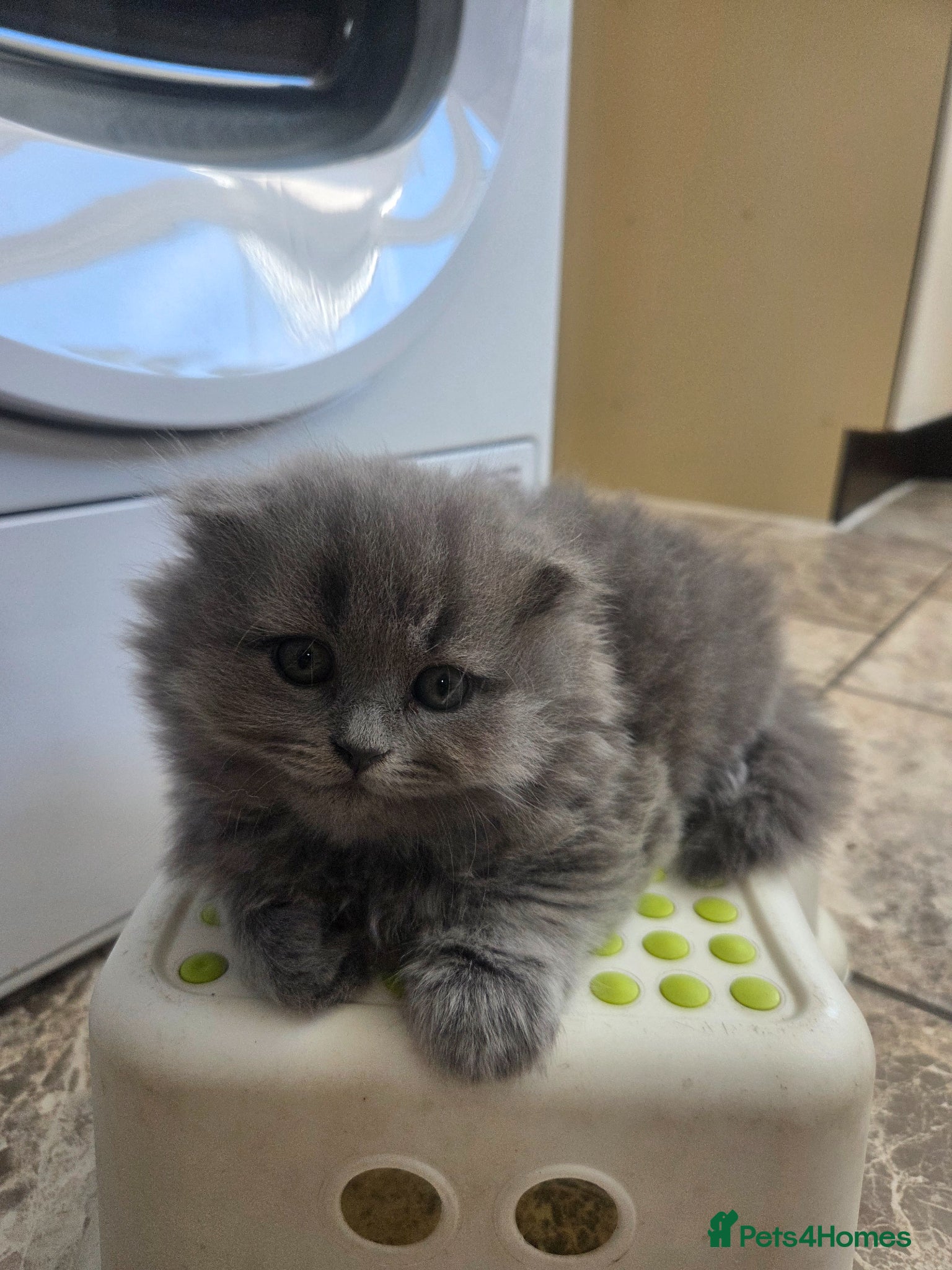 British Shorthair cats for sale: Kittens blue longhair boys and girl in Nottingham - Advert 19