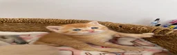 British Shorthair cats for sale: Adorable BSH kittens - Advert 15