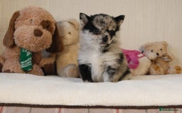 Pomsky dogs for sale: 5 tiny toy pomsky pups - Image 7