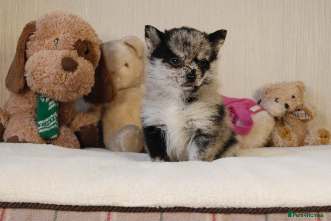 Pomsky dogs for sale: 5 tiny toy pomsky pups - Image 7