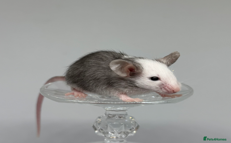Mouse rodents - Advert 1