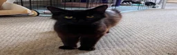 Mixed Breed cats for sale: 2x black kittens  in Lowestoft - Advert 4